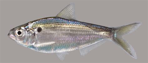 gizzard threadfin shad.